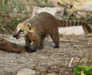 coati