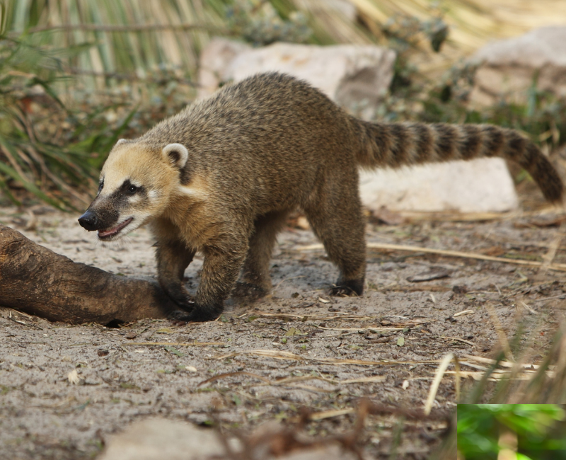 coati