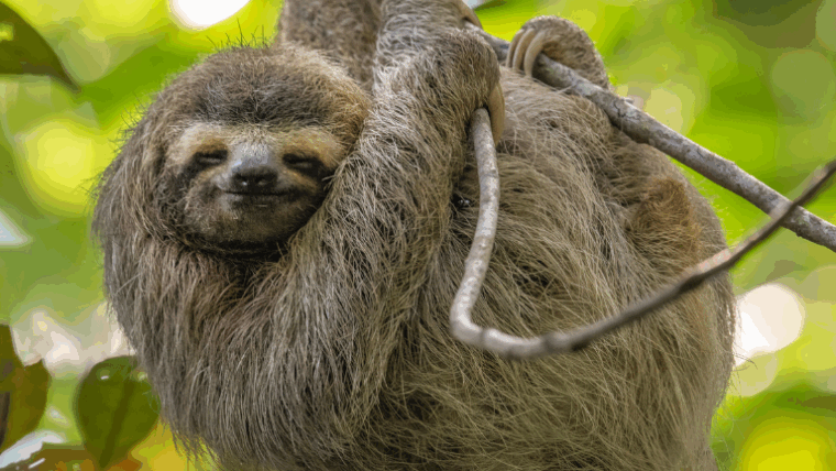 sloth