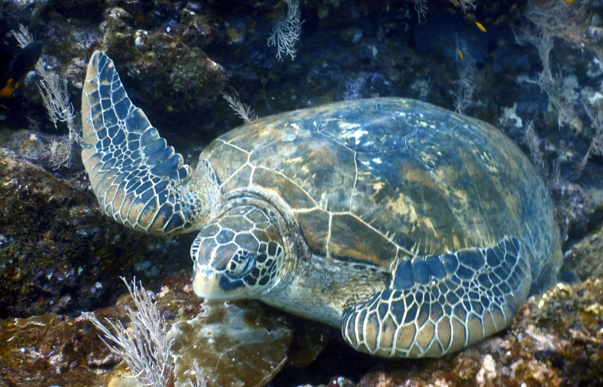 Sea Turtle