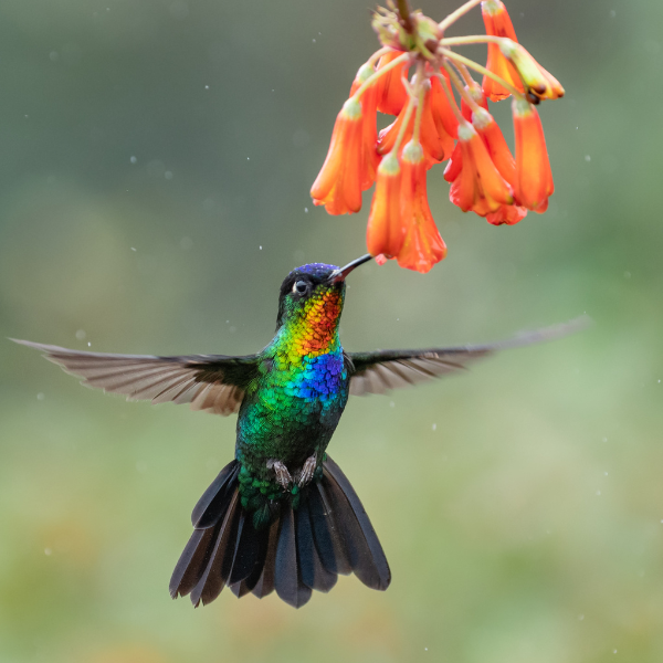 Humming Bird Costa Rica